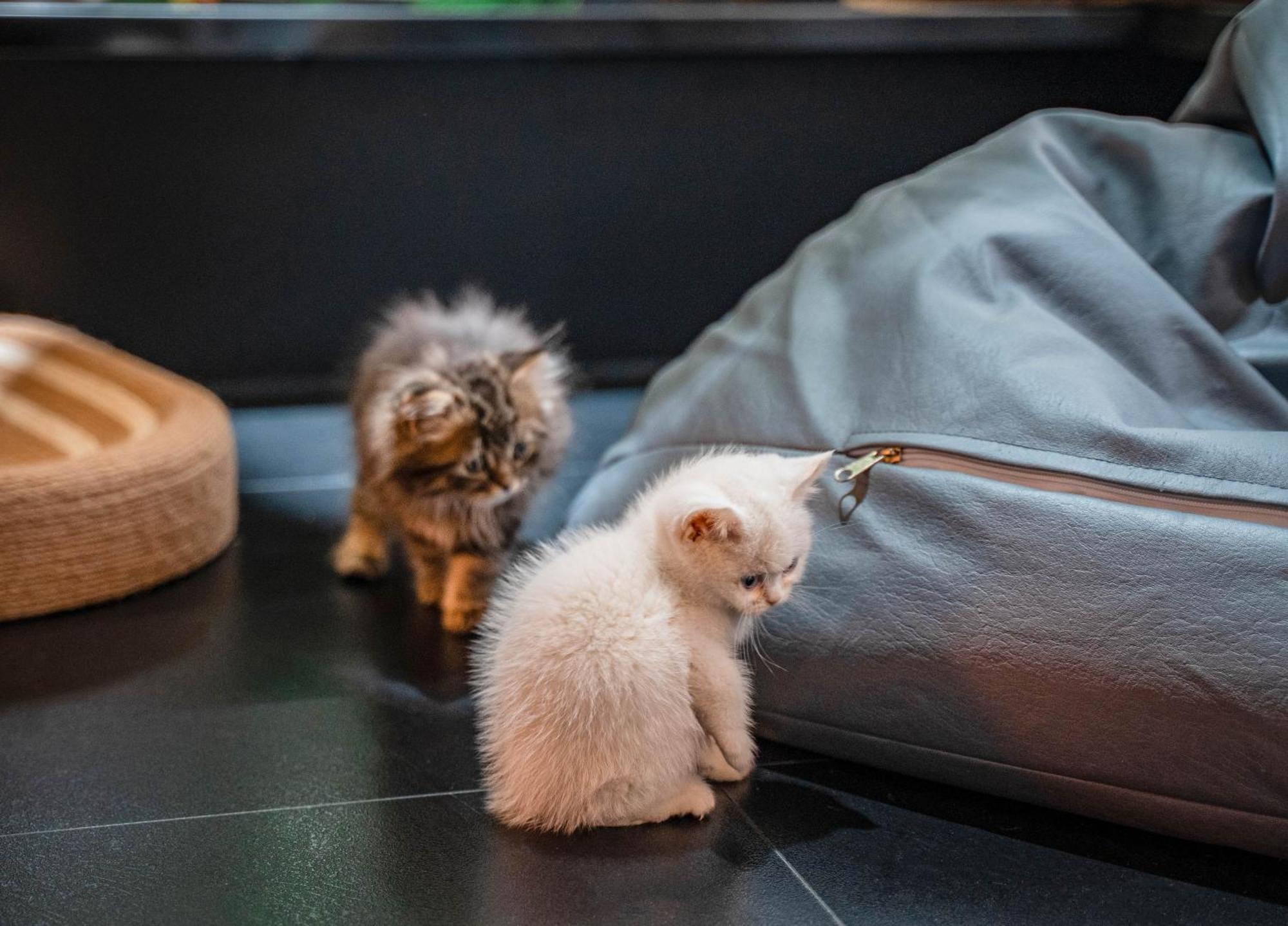 Hesu Designer Hotel & Suites -Near Xi'An Drum Tower And Yongning Gate -Free Laundry Luggage Storage -Kitty Cafe With Freshly Ground Coffee -24H Front Desk -English Service Dış mekan fotoğraf