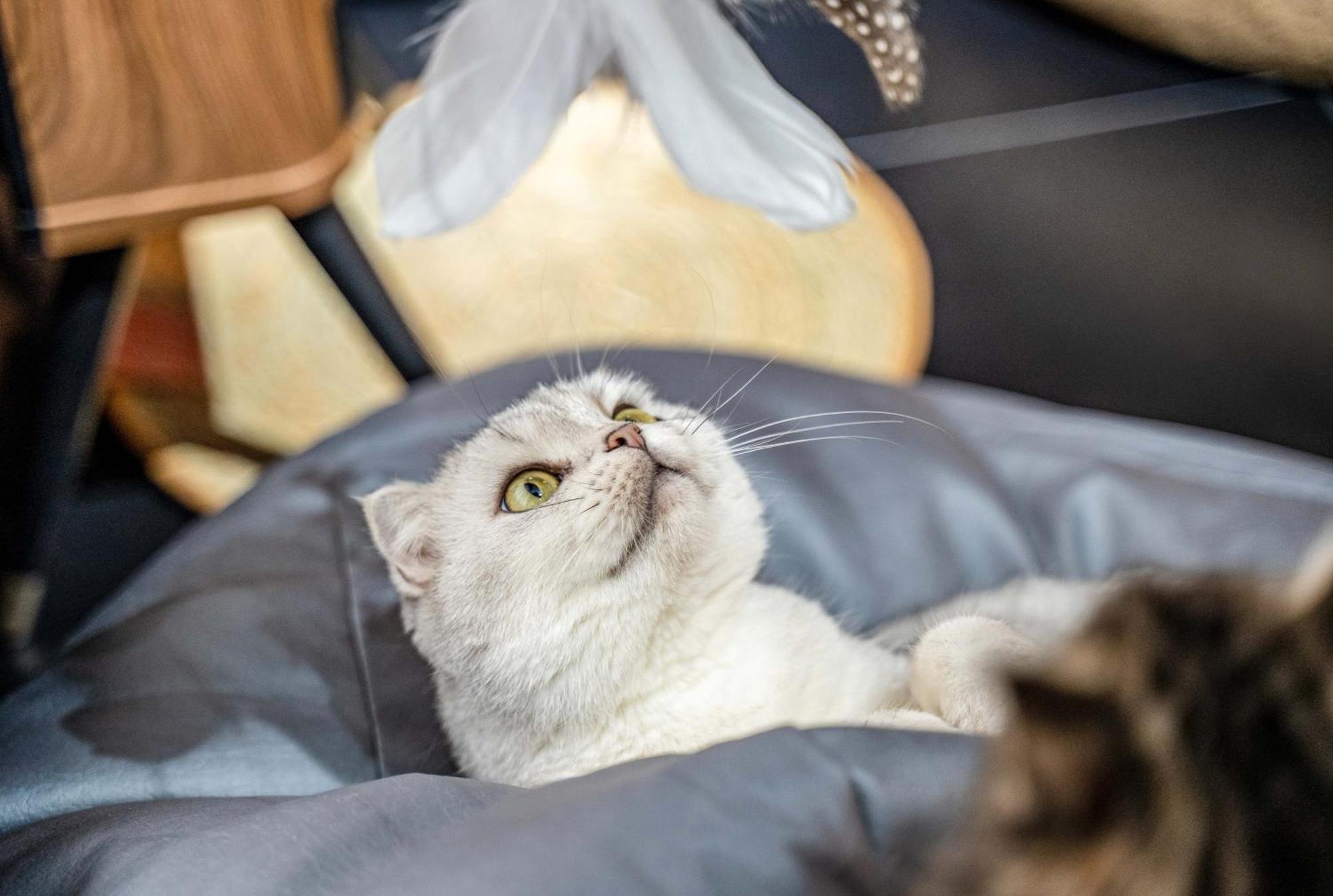 Hesu Designer Hotel & Suites -Near Xi'An Drum Tower And Yongning Gate -Free Laundry Luggage Storage -Kitty Cafe With Freshly Ground Coffee -24H Front Desk -English Service Dış mekan fotoğraf